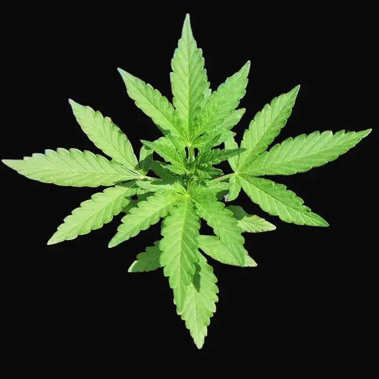 CBD Lemon Potion Auto