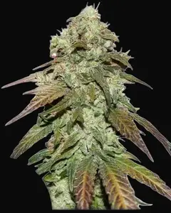 CBD Mazar