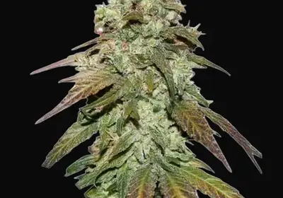 CBD Mazar