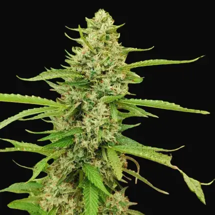 CBD Mazar — zdjęcie 3
