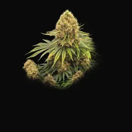 CBD Mazar — zdjęcie 2