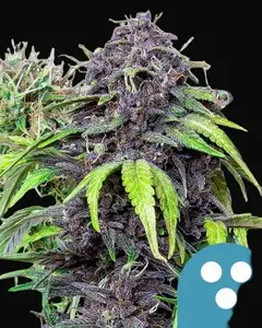 CBD Mix