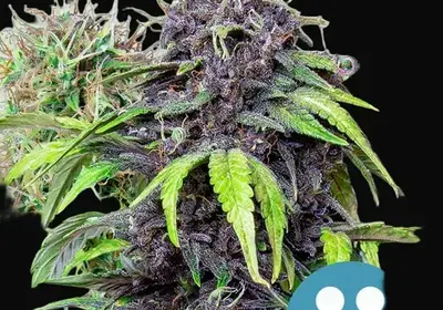 CBD Mix