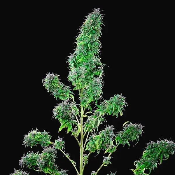 CBD Mix — zdjęcie 9