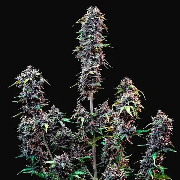 CBD Mix — zdjęcie 6