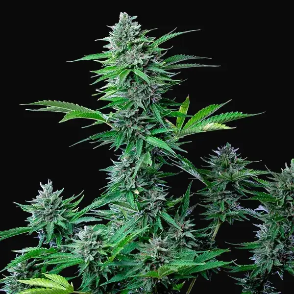 CBD Mix — zdjęcie 2