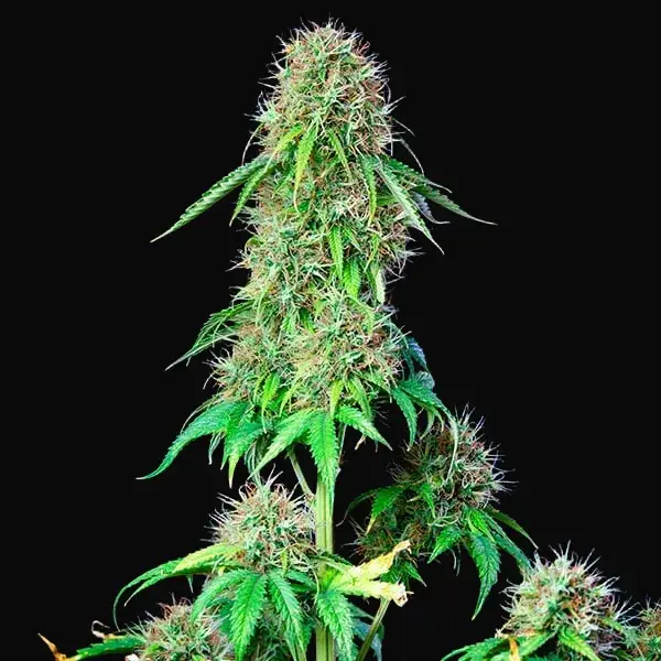 CBD Mix — zdjęcie 8