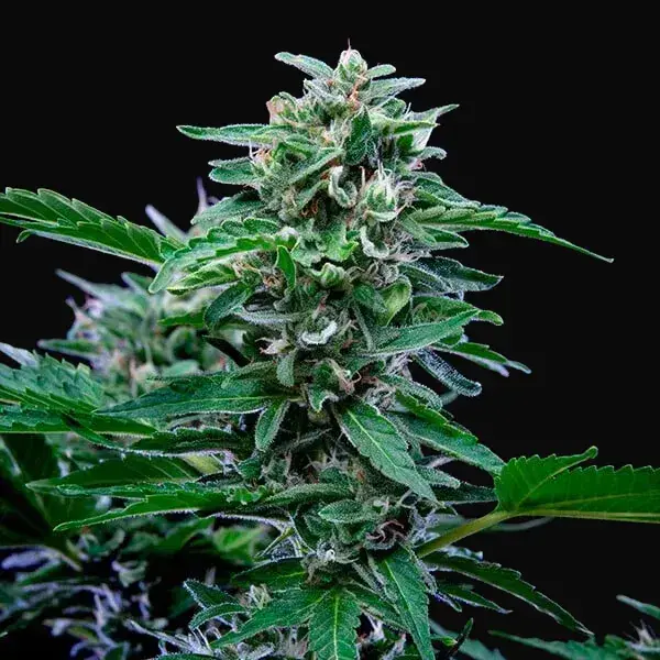 CBD Mix — zdjęcie 7