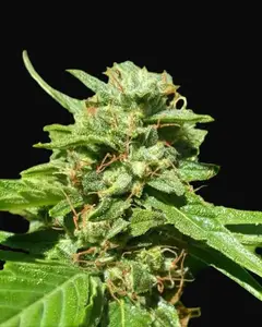 CBD Nepal Gold