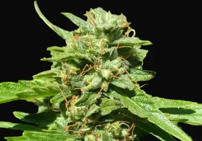 CBD Nepal Gold