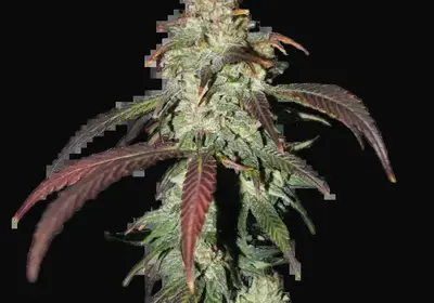 CBD Northern Lights