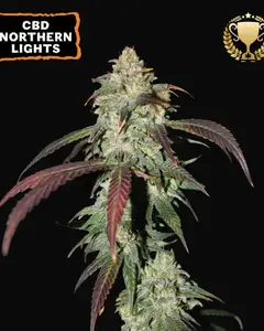 CBD Northern Lights