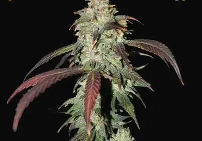 CBD Northern Lights