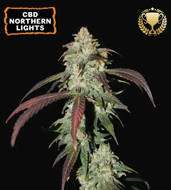 CBD Northern Lights