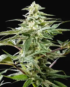 CBD Rich Candy