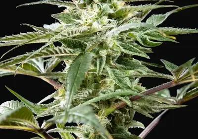 CBD Rich Candy