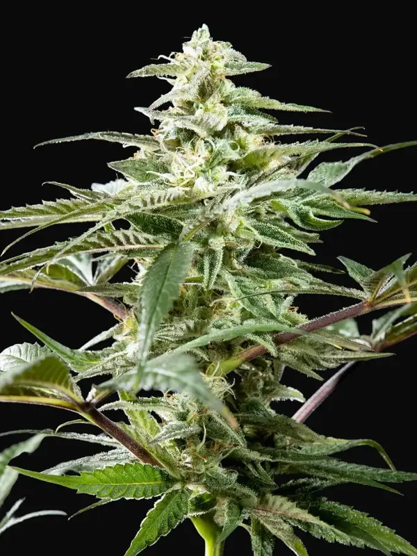 CBD Rich Candy