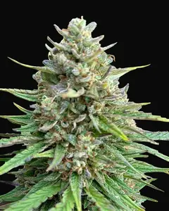 CBD Sativa King