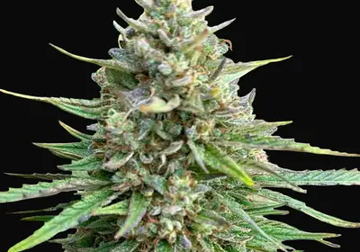 CBD Sativa King
