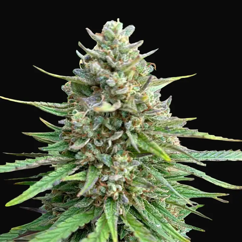 CBD Sativa King