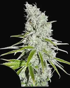 CBD Skunk Haze