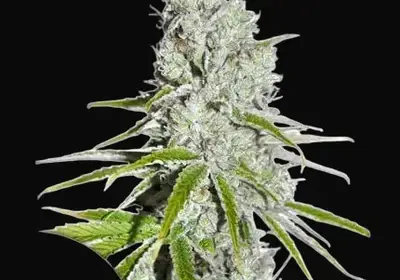 CBD Skunk Haze