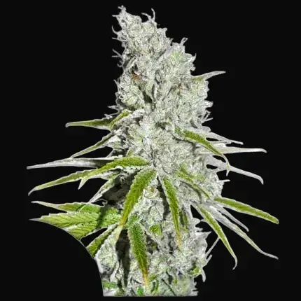 CBD Skunk Haze