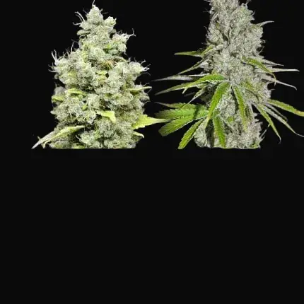 CBD Skunk Haze — zdjęcie 2