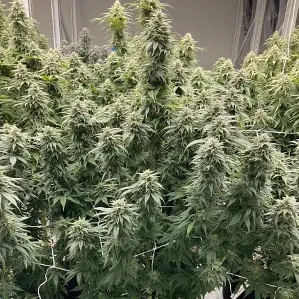 CBD Skunk Haze — zdjęcie 4