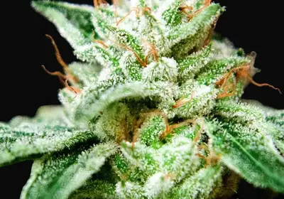 CBD Star