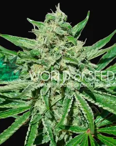CBD Tonic