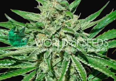CBD Tonic