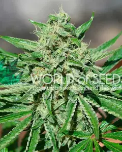 CBD Tonic