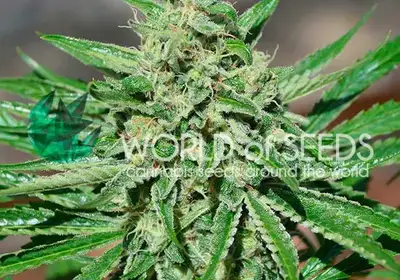 CBD Tonic