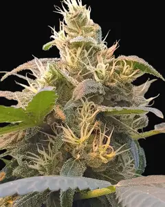 CBDenergy