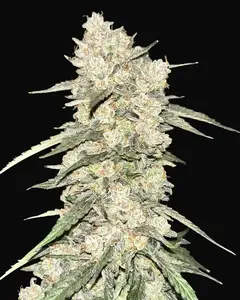 CBDip Dab Auto