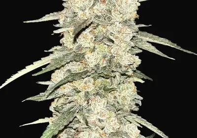 CBDip Dab Auto