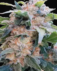 CBDream