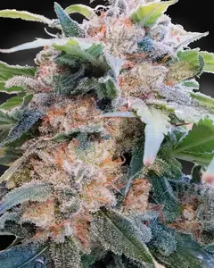 CBDream