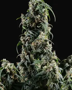 CBDV Auto