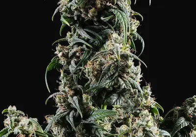 CBDV Auto