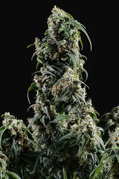 CBDV Auto