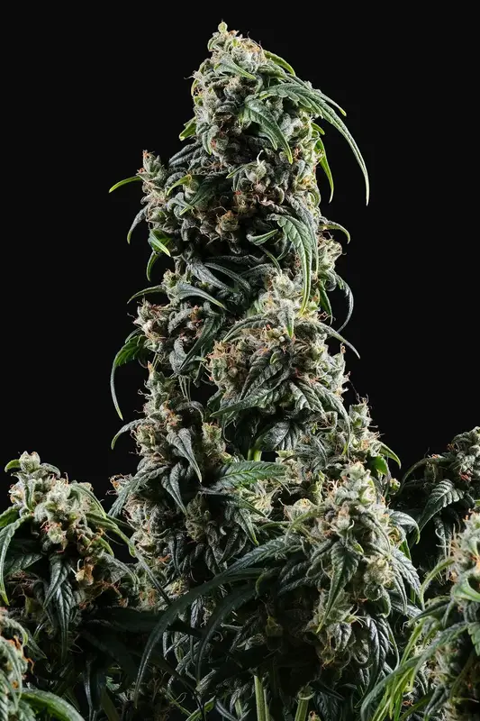 CBDV Auto