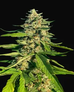 CBG Critical Mass