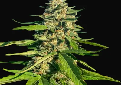 CBG Critical Mass