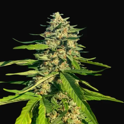 CBG Critical Mass