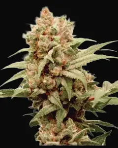 CBG-Force