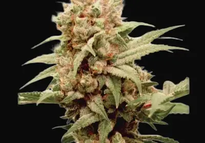 CBG-Force