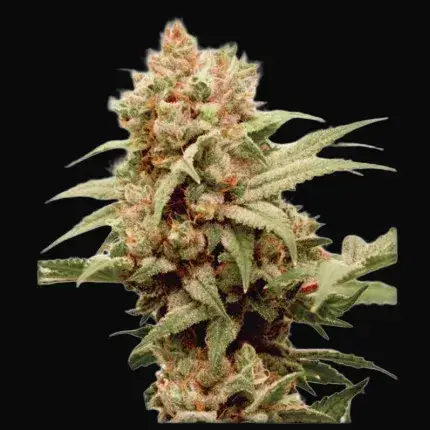 CBG-Force
