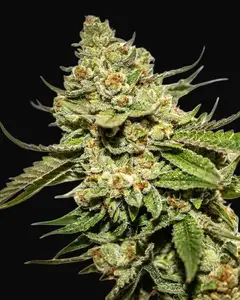 Cereal Milk x OG Kush